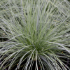 festuca-glauca-opg-tvrtko-small