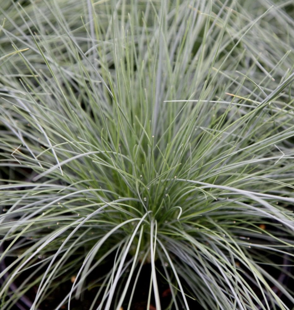 festuca-glauca-opg-tvrtko-small
