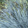 festuca-glauca-opg-tvrtko-flowers