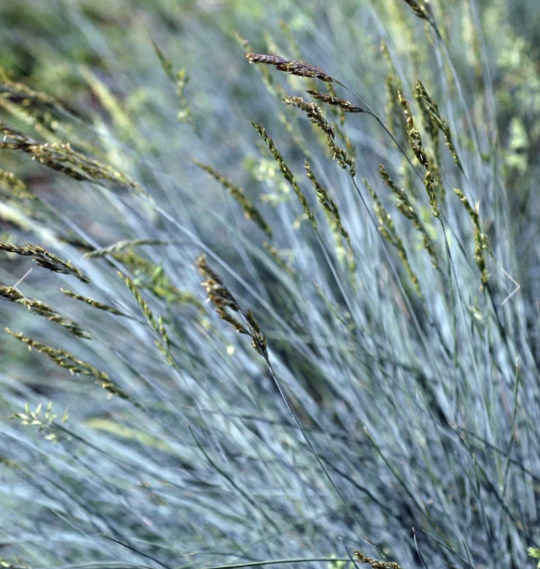festuca-glauca-opg-tvrtko-flowers