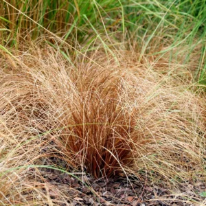 Carex comans - brončana trava