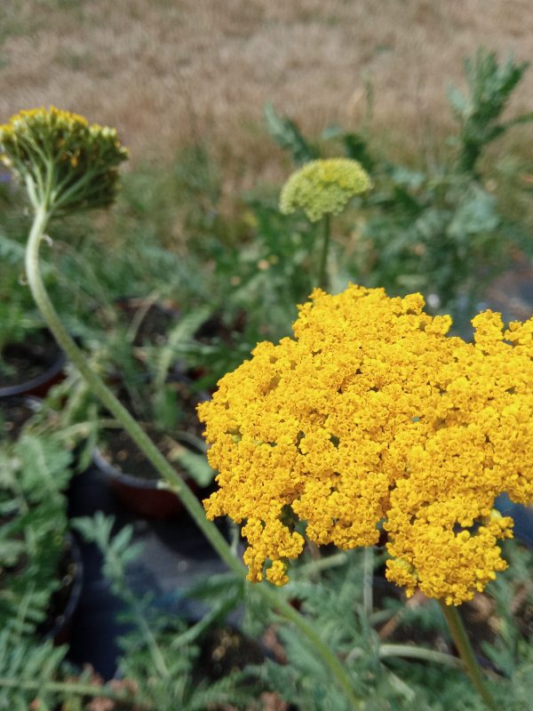 Achillea filipendulina "Cloth of Gold"