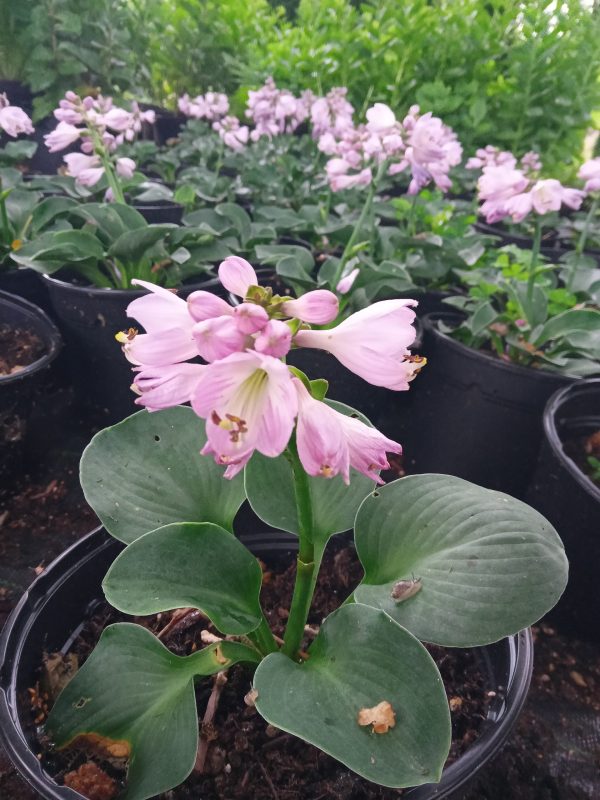 Hosta 'Blue mouse ears'