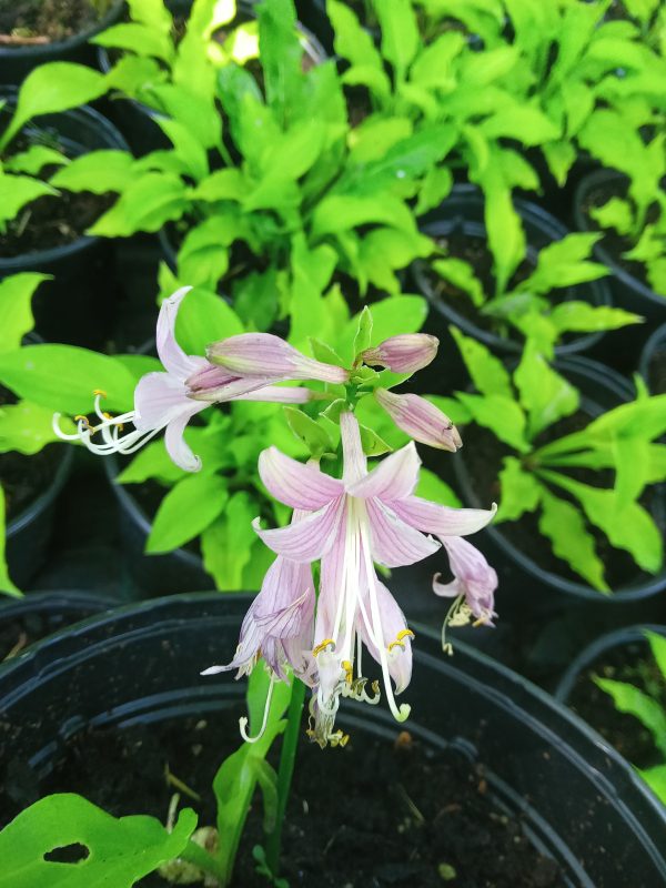 Hosta capitata - mala hosta