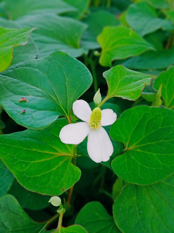 Houttuynia cordata – riblja metvica, biljka kameleon, biljka duge