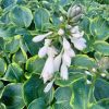 Hosta 'Francess Williams'