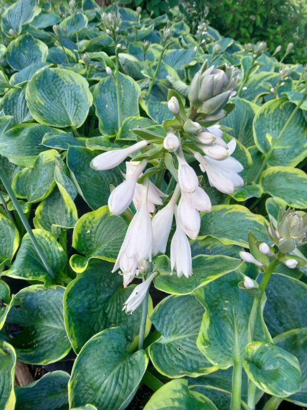 Hosta 'Francess Williams'
