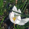 Zephyranthes candida - kišni ljiljan