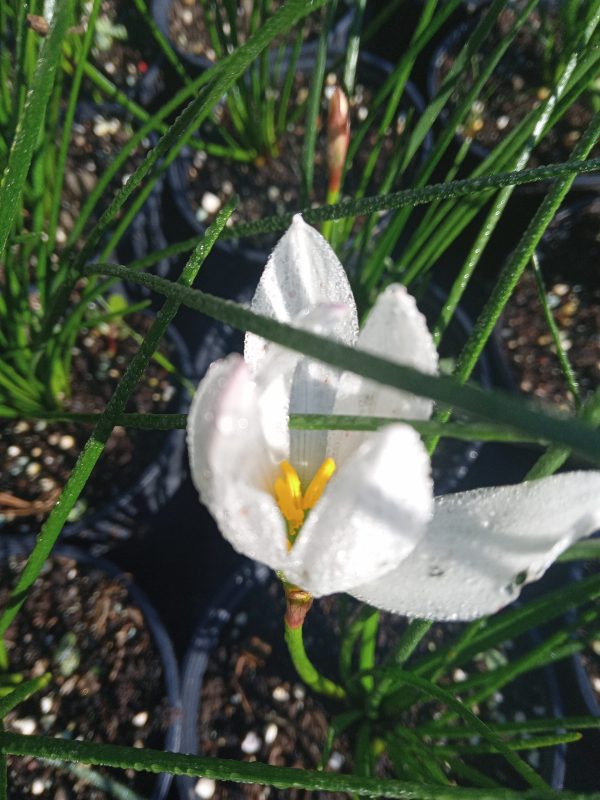 Zephyranthes candida - kišni ljiljan
