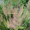 calamagrostis-brachytricha-mona-opg-tvrtko Calamagrostis brachytricha 'Mona' - šašuljica, dijamantna trava