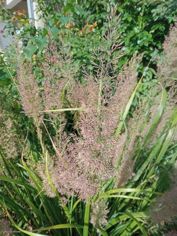 calamagrostis-brachytricha-mona-opg-tvrtko Calamagrostis brachytricha 'Mona' - šašuljica, dijamantna trava
