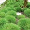 Festuca gautieri – medvjeđa vlasulja