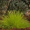 Festuca glauca 'Golden Toupee'