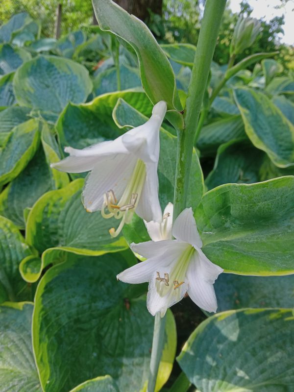 Hosta 'Francess Williams'