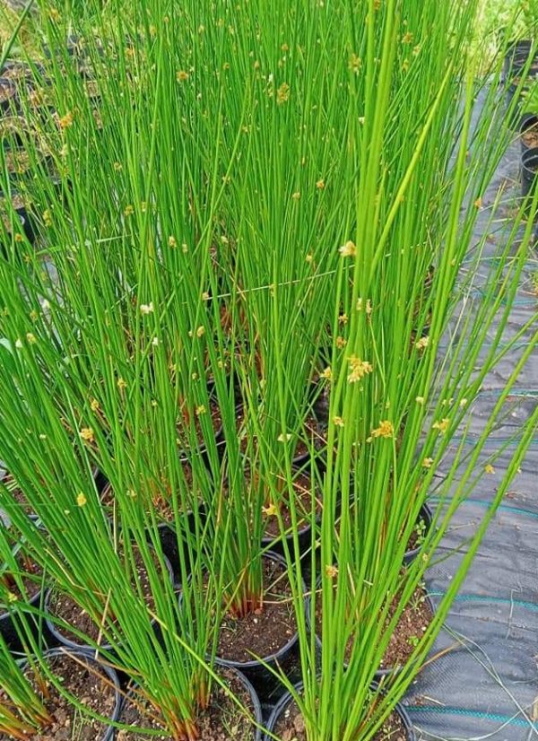 Juncus effusus – obični sit