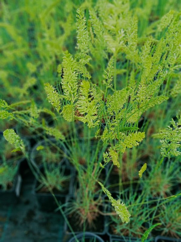 Koeleria glauca – siva smilica