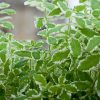 Mentha suaveolens 'Variegata' - menta-ananas
