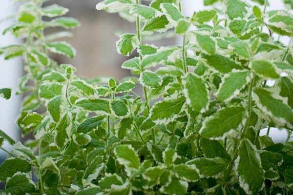 Mentha suaveolens 'Variegata' - menta-ananas