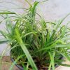 Ophiopogon japonicus 'Minor' – zmijobrad, patuljasta mondo trava