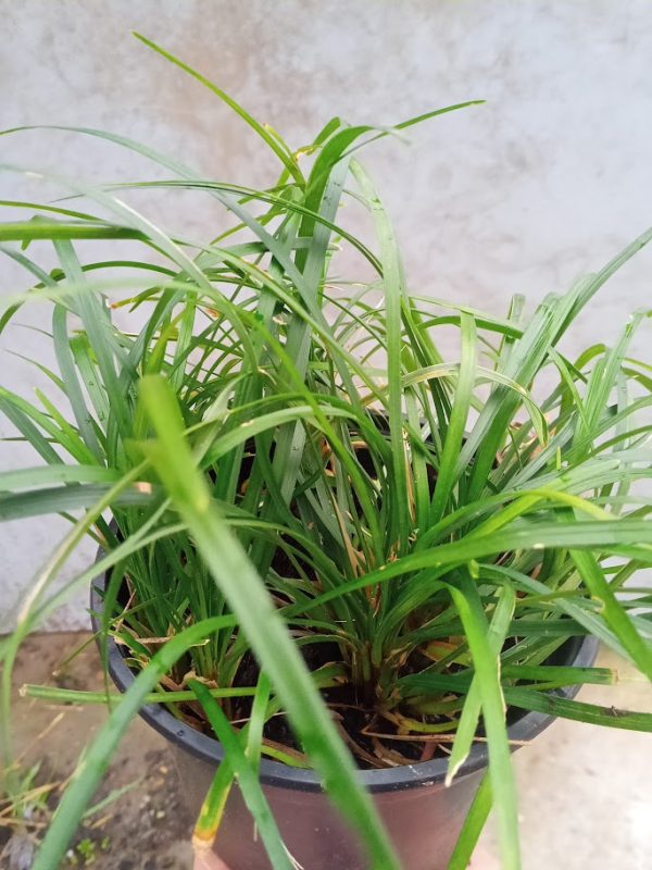 Ophiopogon japonicus 'Minor' – zmijobrad, patuljasta mondo trava