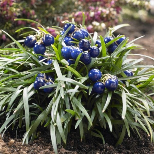 Ophiopogon japonicus 'Minor' – zmijobrad, patuljasta mondo trava