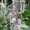 Stachys byzantina - zečje uši