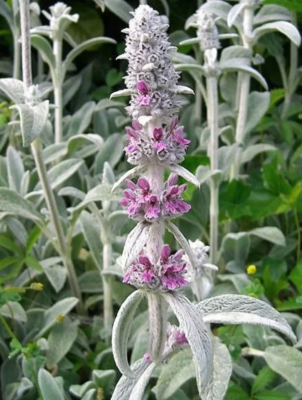 Stachys byzantina - zečje uši