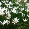 Zephyranthes candida - kišni ljiljan