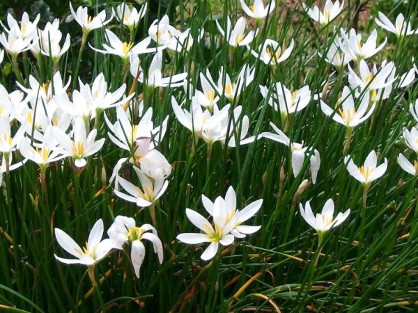 Zephyranthes candida - kišni ljiljan