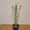 CalamagrostisMonaopgtvrtko Calamagrostis brachytricha 'Mona' - šašuljica, dijamantna trava