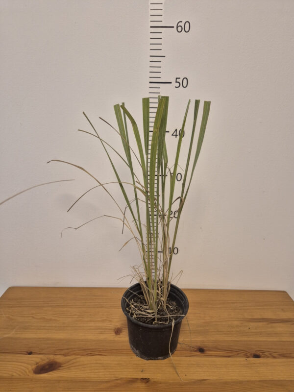 CalamagrostisMonaopgtvrtko Calamagrostis brachytricha 'Mona' - šašuljica, dijamantna trava