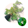 Houttuynia cordata – riblja metvica, biljka kameleon, biljka duge