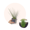 Juncus `Pencil Grass`