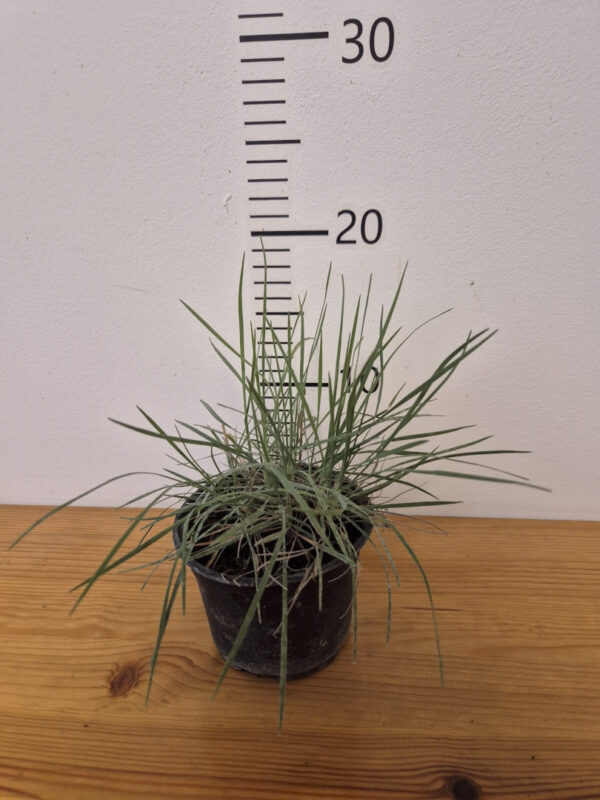 Koeleria glauca – siva smilica