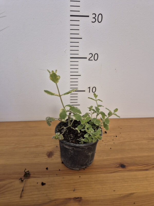 Mentha suaveolens 'Variegata' - menta-ananas