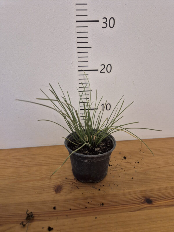 Zephyranthes candida - kišni ljiljan