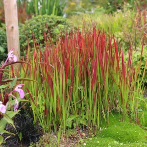 Imperata cylindrica 'Red Baron'- valjkasta zubčica