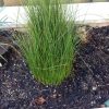 Juncus `Pencil Grass`