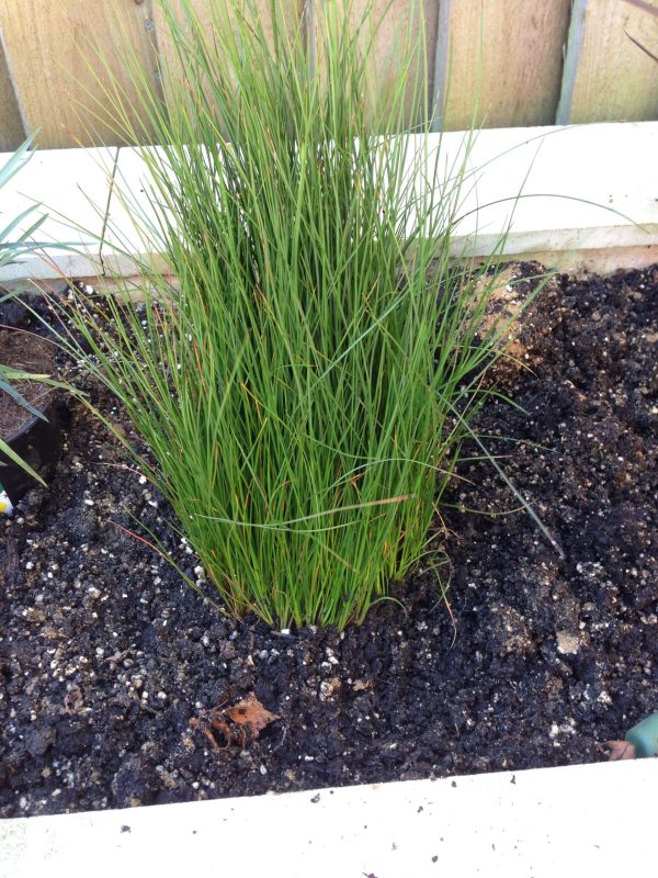 Juncus `Pencil Grass`