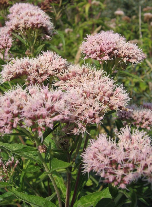 Eupatorium cannabinum - konopljuša