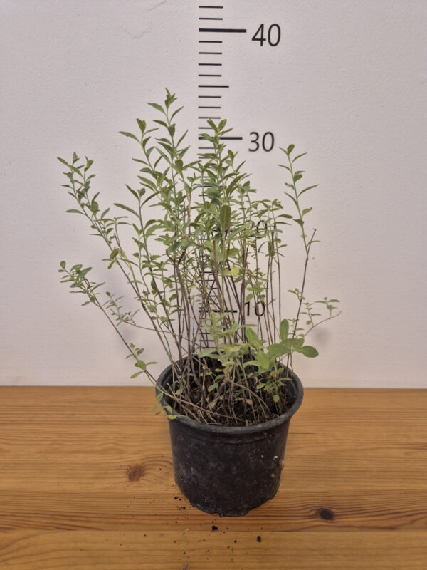 Oenothera speciosa 'Pink petticoats' - ružičasti noćurak