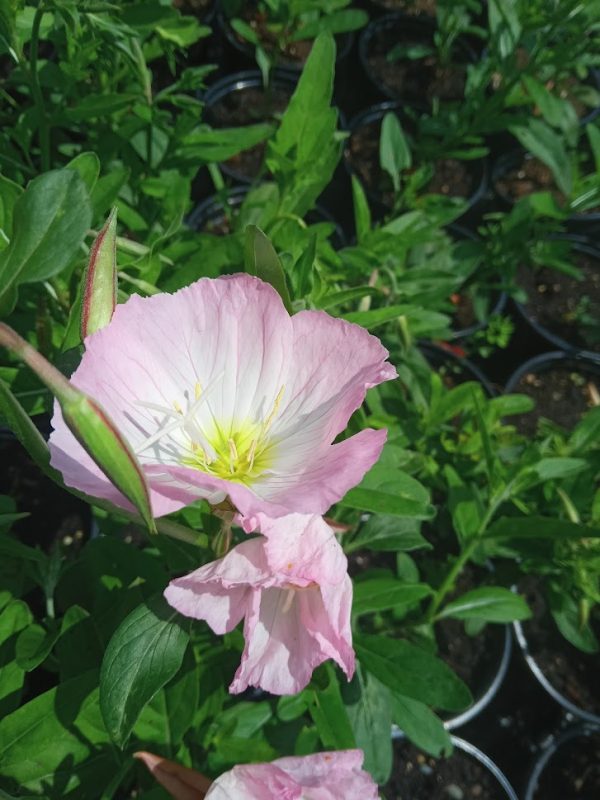 Oenothera speciosa 'Pink petticoats' - ružičasti noćurak