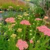 Achillea 'Tricolor'