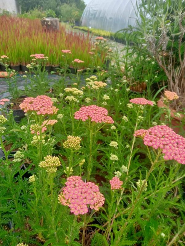 Achillea 'Tricolor'
