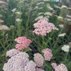 Achillea 'Tricolor'