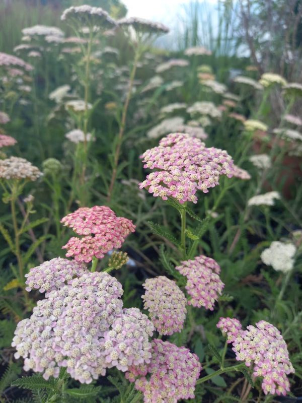 Achillea 'Tricolor'