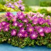Delosperma cooperi - pustinjska ruža