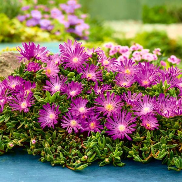 Delosperma cooperi - pustinjska ruža