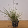 DeschampsiaPalava Deschampsia cespitosa 'Palava'