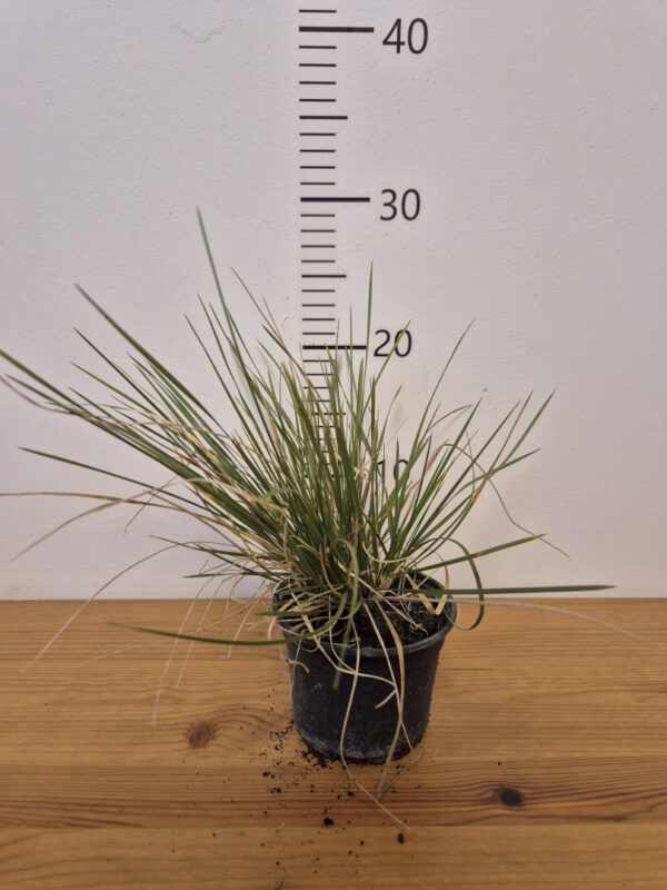 DeschampsiaPalava Deschampsia cespitosa 'Palava'
